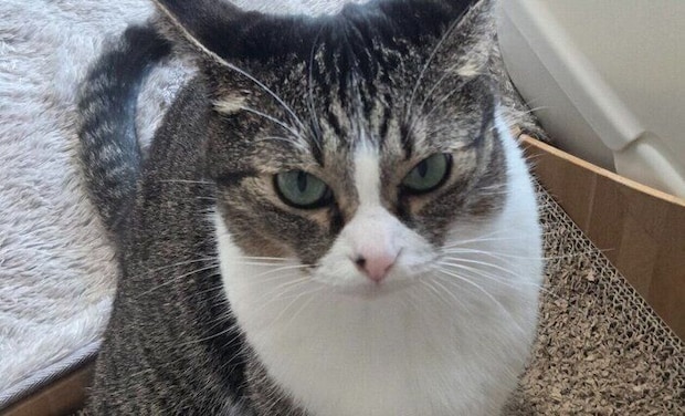 何もしていないのにイカ耳で怒っている愛猫。かわいらしい怒り顔に「かまってにゃんかな?」の声と1.7万件いいね