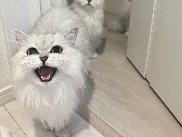 猫は弱っている人に優しい?ぎっくり腰になった飼い主への気遣いを感じる行動の変化に、万バズの反響