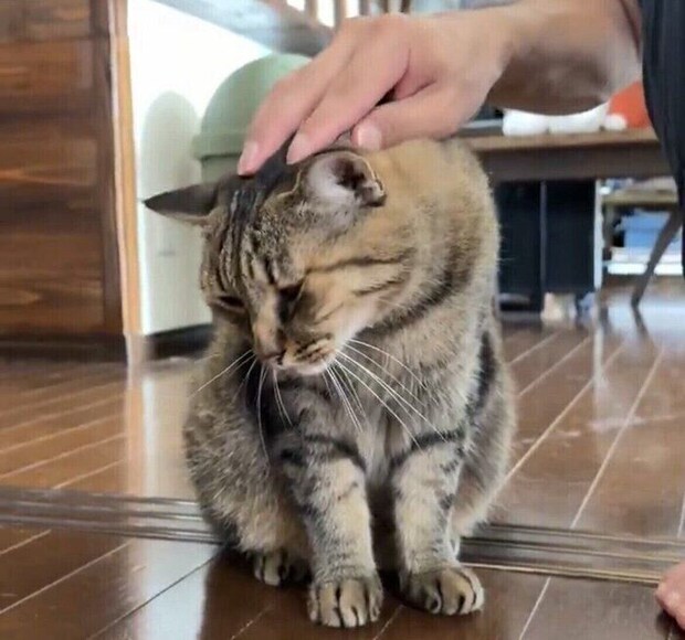 ナデナデする手を止めると「もうちょっと撫でて」と催促する愛猫。そのかわいい姿に「ずっと撫でてあげたい」の声