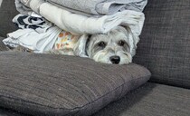 シュナマルの上に畳んだタオルを積み重ねると?!心地よさそうに寝る姿に「かわいい」「尊い」の声集まる