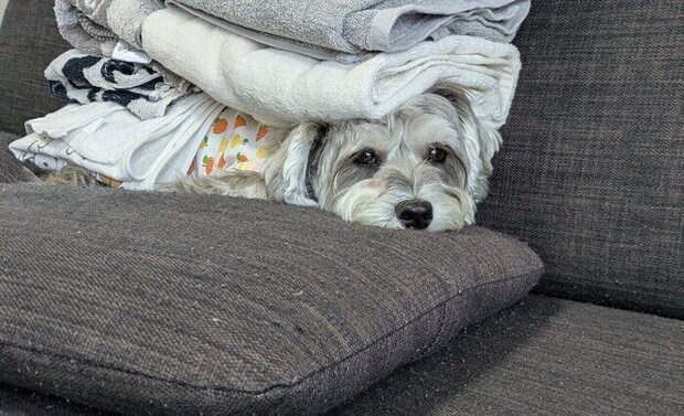 シュナマルの上に畳んだタオルを積み重ねると?!心地よさそうに寝る姿に「かわいい」「尊い」の声集まる