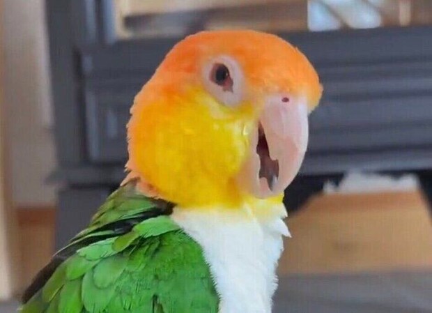 「うちのインコ座っているんだけど」!?お尻をペタンとつけて、器用に座るシロハラインコに1万いいねと「中に人間入っていますよね？」の声