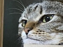 キャットタワーでくつろぐ猫ちゃんの首が伸びて見える。妖怪？溶けている？不思議な姿に6.2万いいね