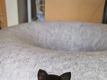 ドーナツ型のトンネルから感じる視線！「きれいに一体化されてる」ワンポイントの刺繍と思ったら、リアルな猫だった