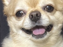 「そんなに違う？」母の抱っこと弟の抱っこでギャップありすぎなワンコ。飼い主さん家族も思わず笑った