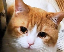 飼い主が「同じ猫です」と注意書きした投稿。キュルキュルお目目→ジト目のギャップに「何があったんすか」と1.9万人が驚愕！