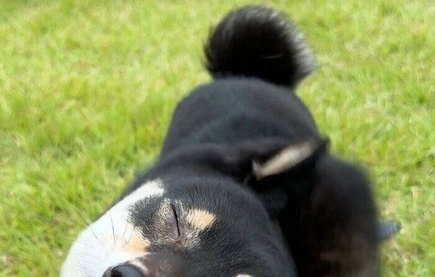 柴犬の「高速ウィンク」!?頭をブンブン振る柴ドリル中、実は交互に片方の目を開けていたという事実が判明!3.1万いいねと「世紀の大発見」の声