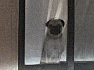 「待っていてくれてありがとう」窓際で飼い主さんの帰りを待つパグ。健気でいとおしい姿に12万人が感動
