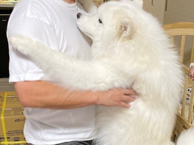 息子を抱っこしようとすると、自分もして欲しいとアピールするサモエド。あまりの可愛さに「尊いです」の声