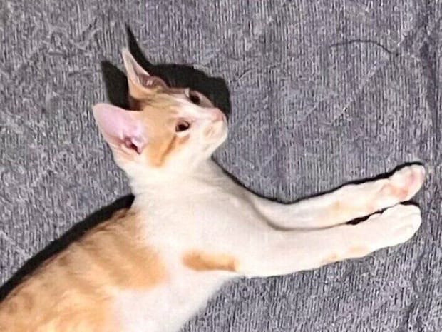 どうやって寝たと思う?1頭のワンコと2匹のネコちゃんに囲まれて眠る飼い主さん。狭くても幸せならOK