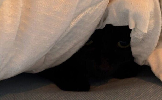知らない人が家に来て、布団に隠れてしまったにゃんこ。心配した飼い主にだけ見せた“ある行動”に、「かわいすぎてグヴッて声出た」と25万人が悶絶!