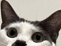 「いつでもパーティーに行ける」紳士な猫ちゃんに5.7万いいね。蝶ネクタイ1つで体の模様がタキシードに！