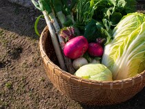 今食べたい！　冬野菜は部位ごとにおいしい食べ方が違うって知ってた？
