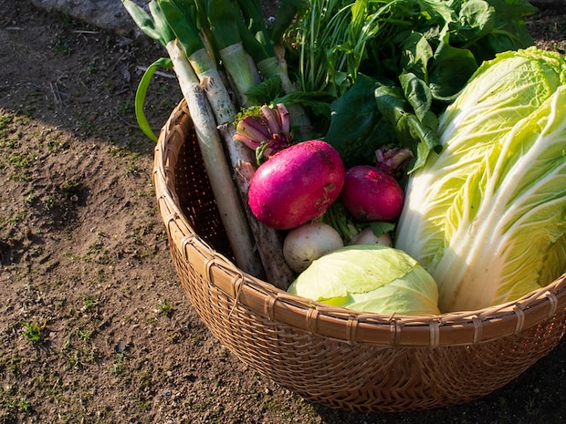 今食べたい! 冬野菜は部位ごとにおいしい食べ方が違うって知ってた?