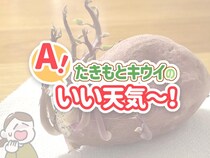 うっかり芽が出たさつまいもで、手作りスタンプ遊び！／たきもとキウイの あ！いい天気～！