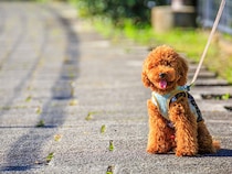 犬種によってこんなに違う！　円滑なコミュニケーションのカギ “犬種ごとの性格” を知って、ワンちゃんともっと仲良くなろう！