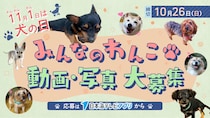 【犬の日企画】あなたの犬のオモシロ動画や写真を募集中！選ばれたらテレビ&WEBマガジンデビュー！