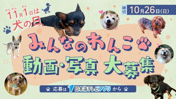 【犬の日企画】あなたの犬のオモシロ動画や写真を募集中！選ばれたらテレビ&WEBマガジンデビュー！
