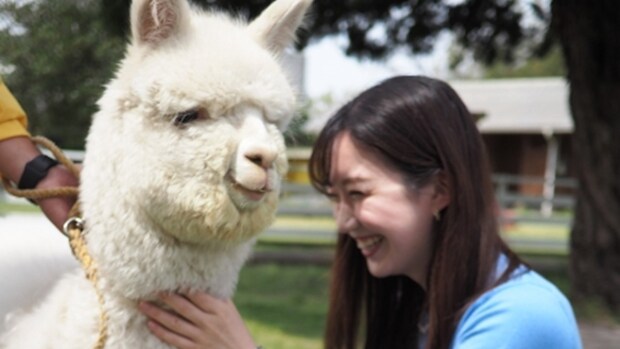 【大山トムソーヤ牧場】アルパカ・カピバラに触れる！動物ふれあい癒しスポット｜米子市