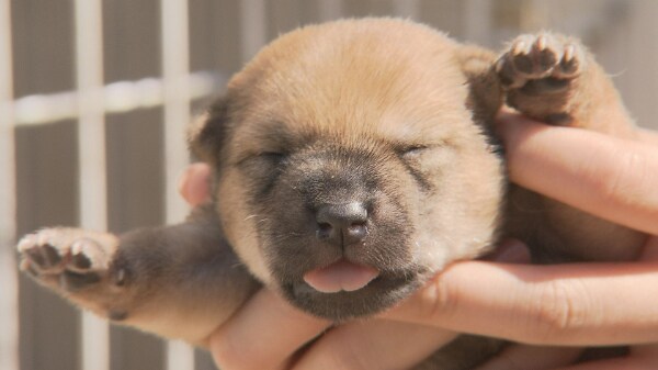 全国にわずか500匹の山陰柴犬！生まれたてのふわふわ赤ちゃん犬が誕生【鳥取】