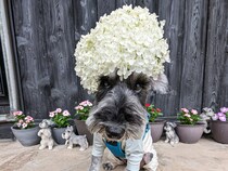 アフロ犬…？よく見ると綺麗な紫陽花を被ってる！何とも言えない表情がたまらない！【11月１日は犬の日！企画】