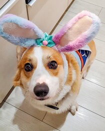 娘のおままごとに付き合わされた結果→不服な表情で近づいてきたわんこの姿が可愛い！【犬の日企画】