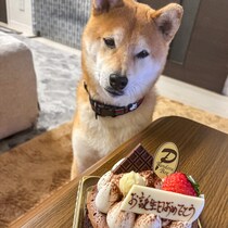 「僕のお祝いかな…」自分の誕生日と勘違いしてケーキの前でお座りする犬。何とも言えない表情です【犬の日企画】