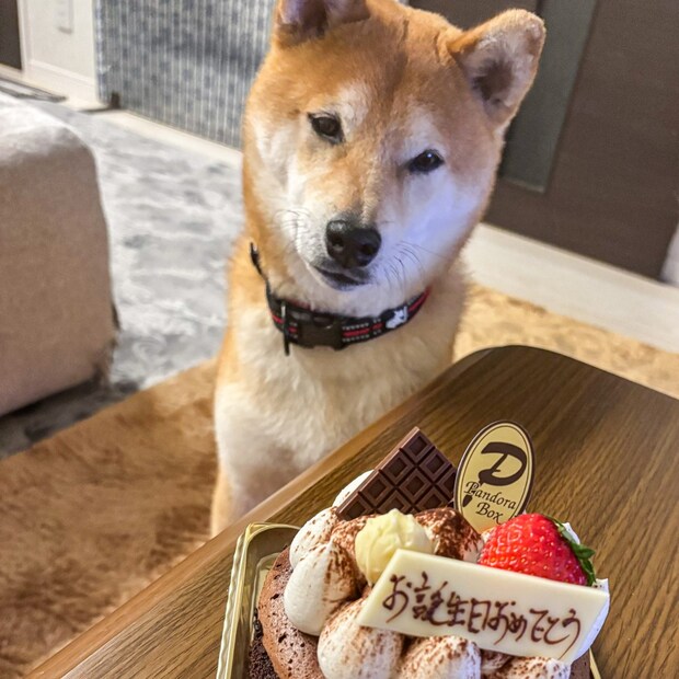 「僕のお祝いかな…」自分の誕生日と勘違いしてケーキの前でお座りする犬。何とも言えない表情です【犬の日企画】