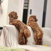 「早く帰ってこないかな～」仲良く家族を待つ後ろ姿が可愛すぎる双子の犬【犬の日企画】