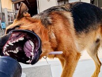 強風を浴びて歯茎むき出しになっちゃった。お庭仕事に興味津々のシェパードが見つけた楽しい遊び【犬の日企画】