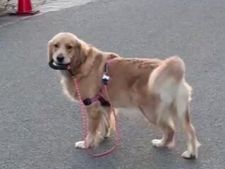 「もう帰ります。」お散歩に飽きたら自分でリードをくわえて家に帰っていく賢すぎる犬【犬の日企画】