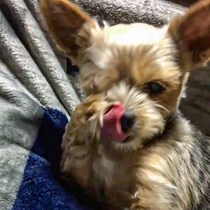 その手の動きは、まるで猫。猫のような仕草で顔を洗うしっかり者のお姉ちゃんわんこ【犬の日企画】