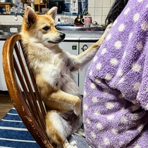 「肩もみでもしましょうか？」椅子と飼い主さんの間に器用にはさまる犬の姿がかわいい！【犬の日企画】