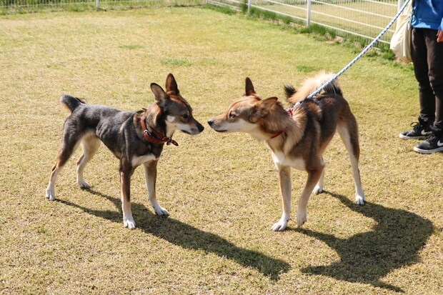 多頭飼育崩壊から救助され離れ離れになった保護犬親子の奇跡的な再会。成長したそっくりすぎる姿にほっこり【犬の日企画】
