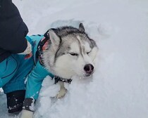 雪国出身のハスキー犬。たくさん走って暑くなった結果→雪でクールダウンする衝撃的な姿【犬の日企画】