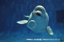 【アクアス】西日本唯一シロイルカのいる水族館で念願の「幸せのバブルリング®」を見てきた！｜島根県浜田市