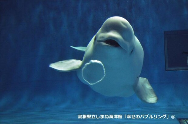 【アクアス】西日本唯一シロイルカのいる水族館で念願の「幸せのバブルリング®」を見てきた！｜島根県浜田市