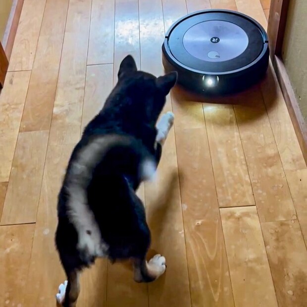 「怪しい奴がいます！」ロボット掃除機と犬の可愛い対戦！？思わず応援したくなる微笑ましい姿【犬の日企画】
