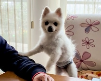 おやつをくれる甘いパパに狙い撃ち！可愛く甘えておねだりするわんこの姿【犬の日企画】