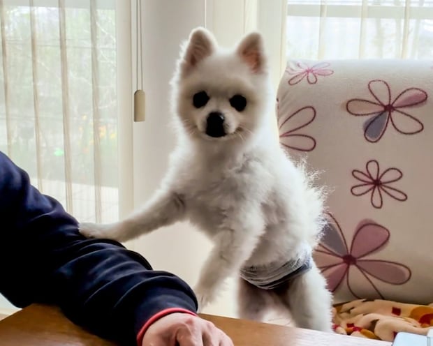 おやつをくれる甘いパパに狙い撃ち!可愛く甘えておねだりするわんこの姿【犬の日企画】