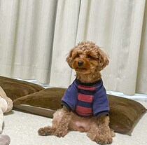 おっさん座りでくつろぐ犬？まるで人のような脱力系わんこの姿が可愛い【犬の日企画】