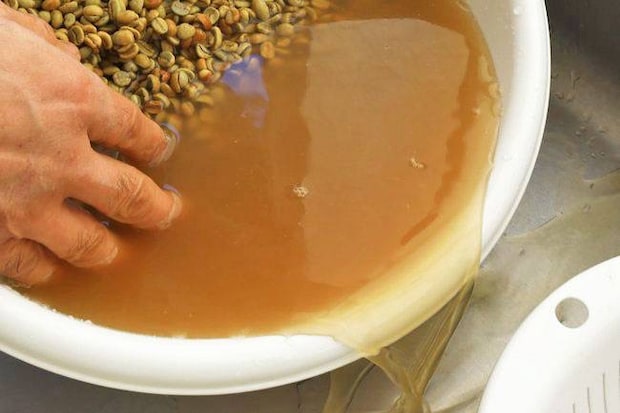 奥大山の水洗い珈琲 奥大山の水洗い珈琲豆 奥大山 鳥取人気土産 おいしい珈琲 珈琲ショップ 珈琲豆 奥大山の天然水 木谷沢渓流 宇多田ヒカル 遠藤明宏さん