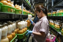 【北村きのこ園】究極のエリンギィを栽培する山奥のきのこ工場｜鳥取県八頭町