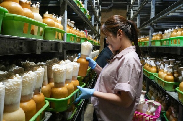 【北村きのこ園】究極のエリンギィを栽培する山奥のきのこ工場｜鳥取県八頭町