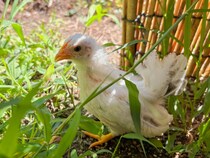 移住して我が家の一員となった「チャボ」との暮らし。夢見た田舎での動物との生活とは？【鳥取田舎くらし】