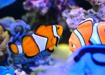 【かにっこ館】入館無料！カニが主役の水族館。全国でも珍しい魚の展示も｜鳥取市