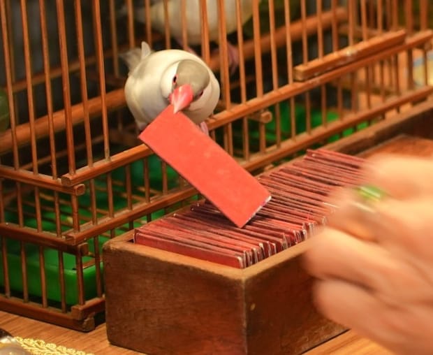 台湾に行ったら外せないローカルグルメ大集合の夜市！怖いほど当たる小鳥占いも！【台湾女子旅】