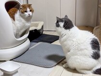 なんの行列？お行儀よく並ぶネコの先には…なんとトイレ。トイレ待ち渋滞が発生中【猫の日企画】