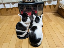 ストーブ前の特等席は猫のもの。毎日ぬくぬく過ごすニャンコとその様子を見に来た可愛い足跡【猫の日企画】