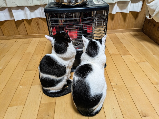 ストーブ前の特等席は猫のもの。毎日ぬくぬく過ごすニャンコとその様子を見に来た可愛い足跡【猫の日企画】